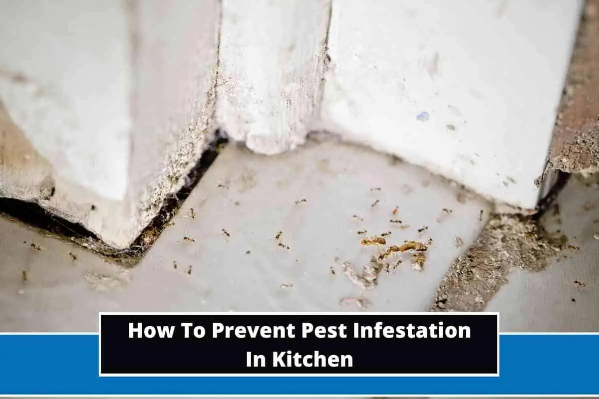 How To Prevent Pest Infestation In Kitchen