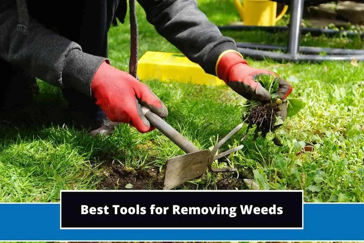 6 Best Tools for Removing Weeds in 2024