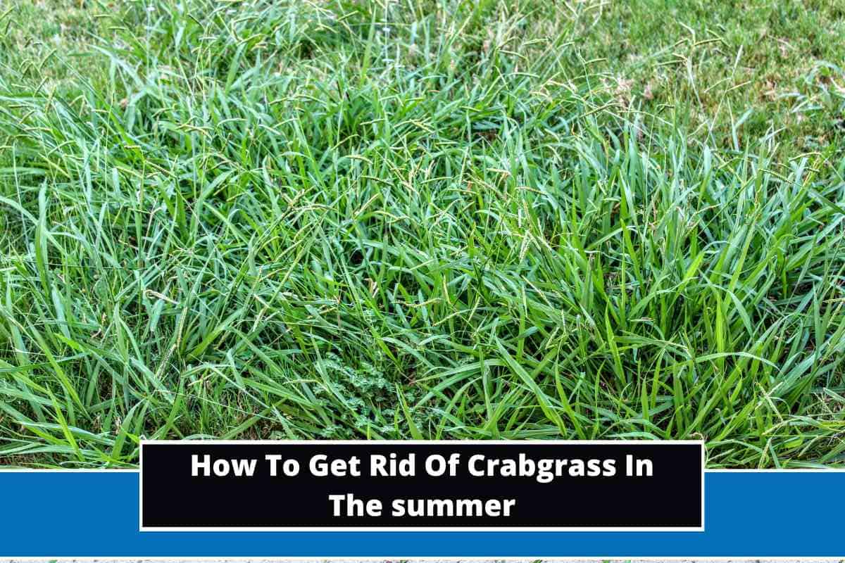 How To Get Rid Of Crabgrass In The Summer