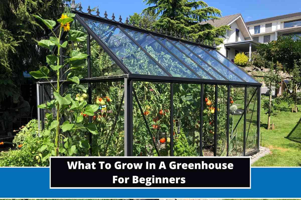 What To Grow In A Greenhouse For Beginners (8 Options)