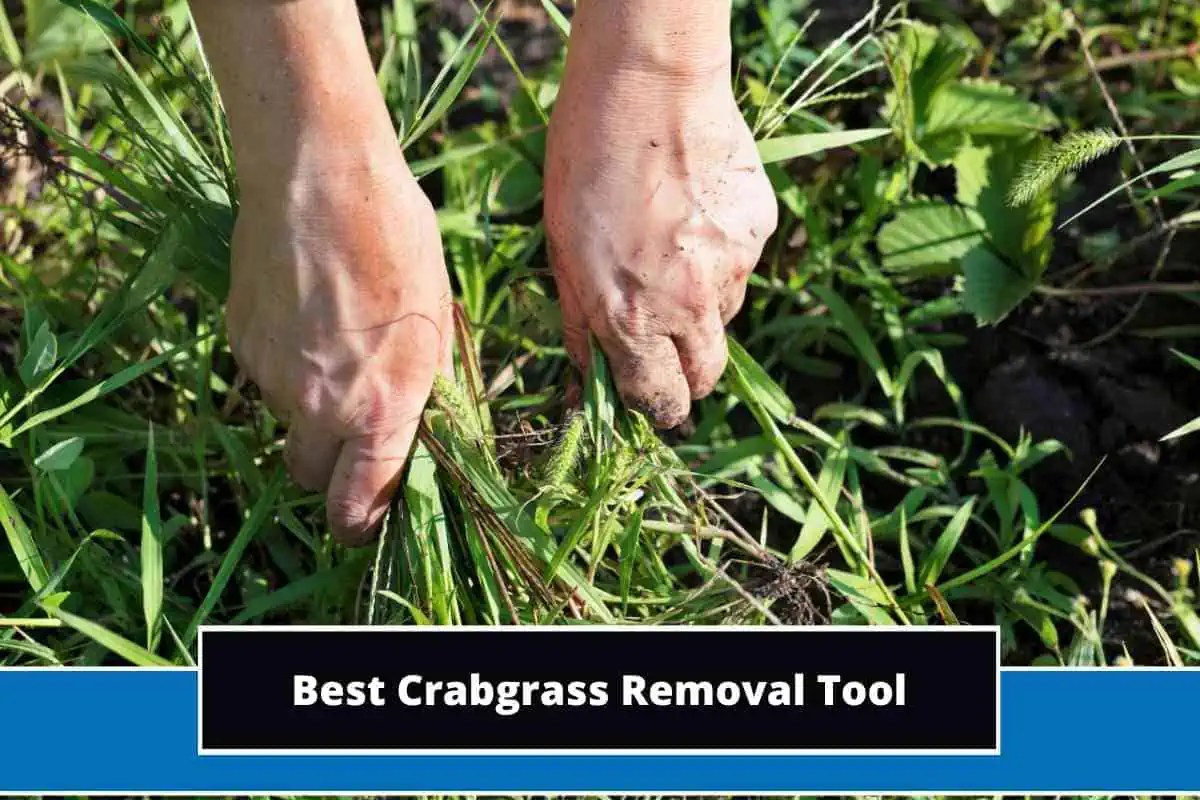Manual Removal Of Crabgrass at Eric Sakai blog