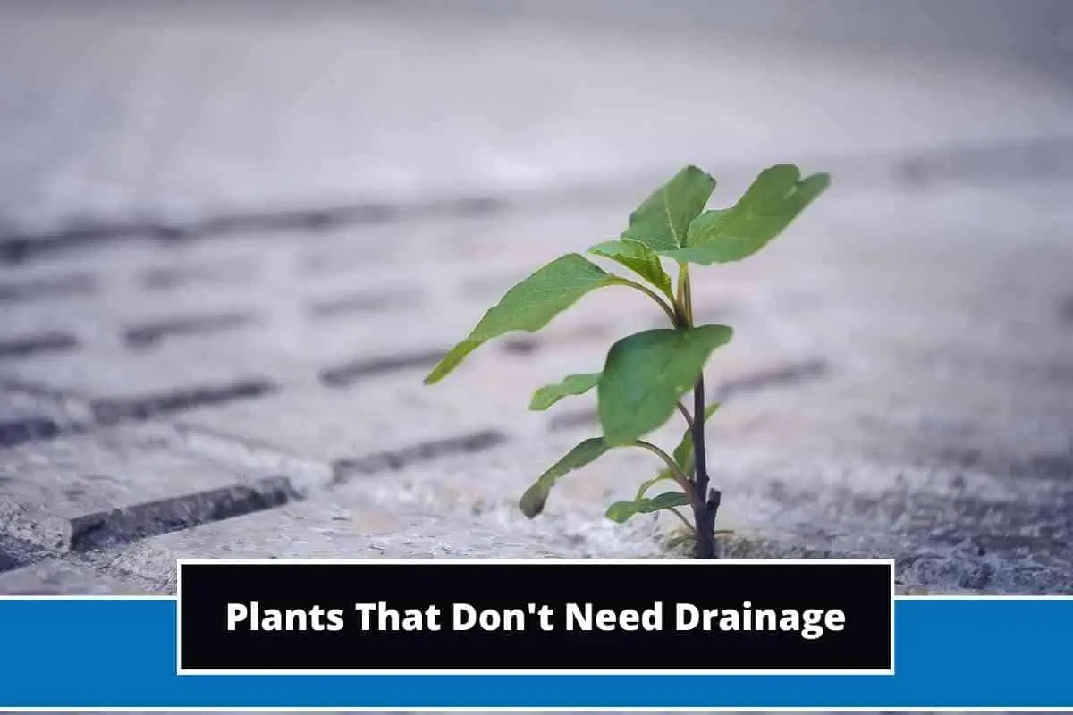 15 Popular Plants That Don't Need Drainage