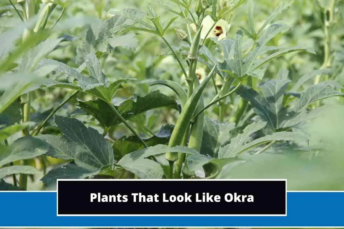 15 Plants That Look Like Okra (With Photos)