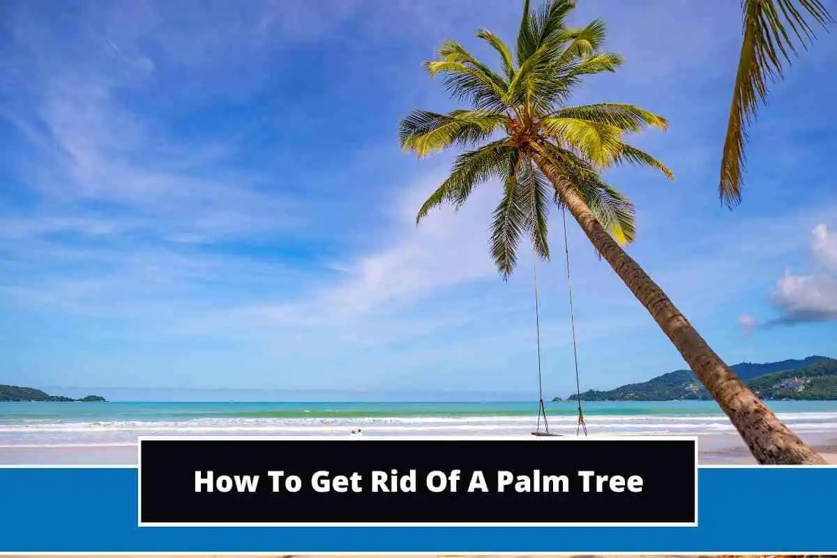 How To Get Rid Of A Palm Tree