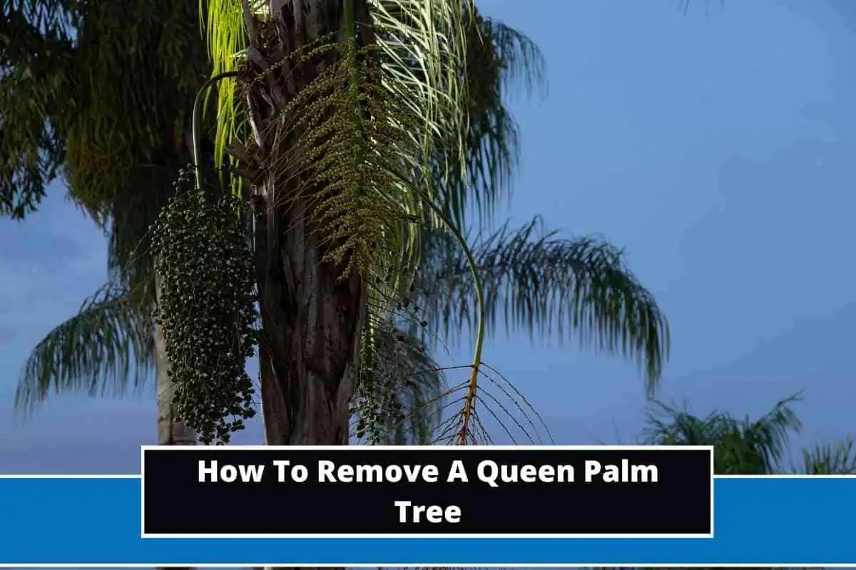 How To Remove A Queen Palm Tree