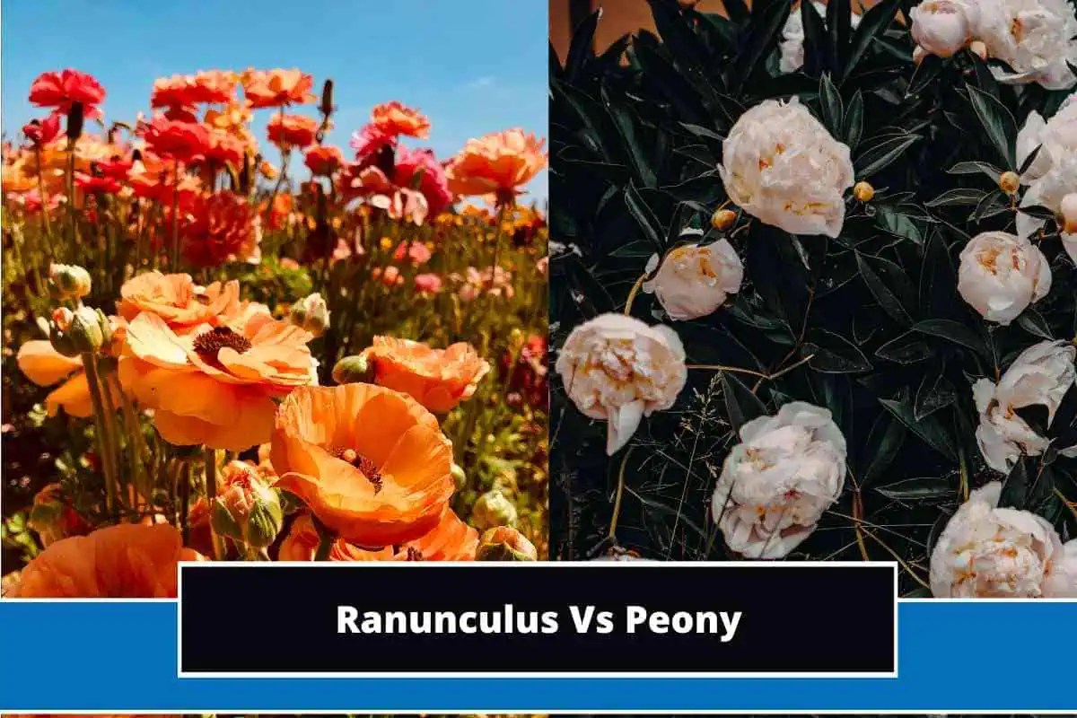Ranunculus Vs Peony Key Differences
