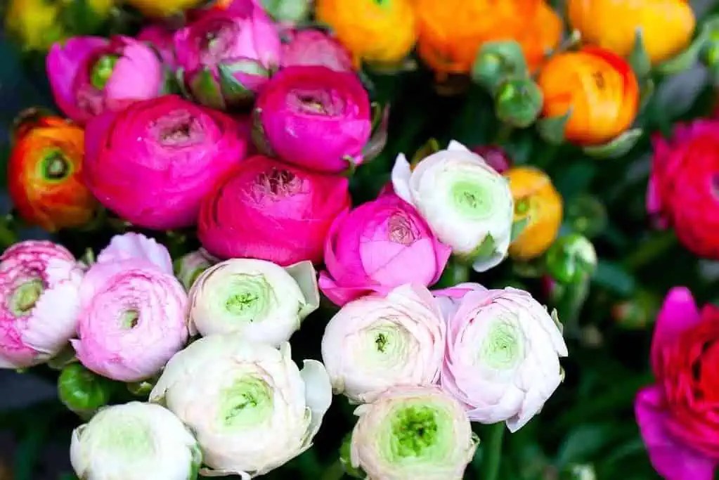 Ranunculus Vs Peony Key Differences