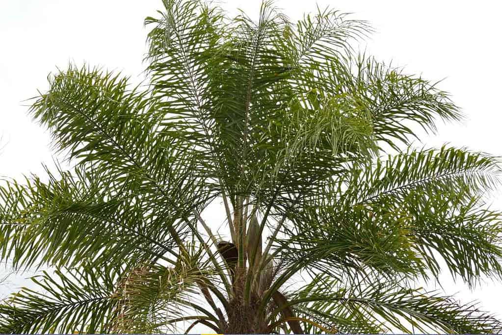 How To Remove A Queen Palm Tree
