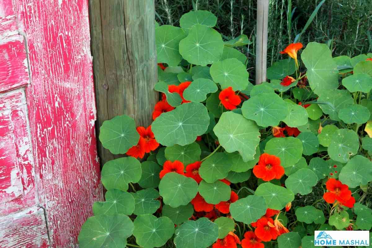 21 Beautiful Plants That Keep Bugs Away