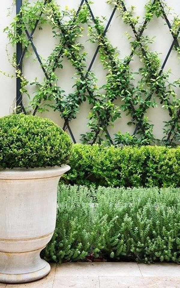 42 most beautiful vines ideas to refreshing youɾ outdoors Myanmar