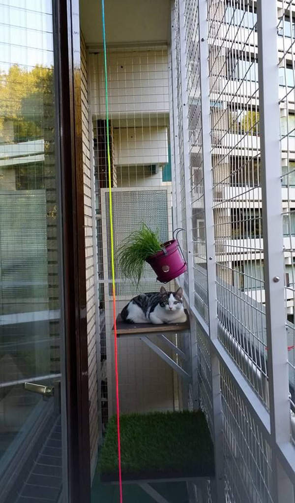 20 Safe And Cozy DIY Balcony Ideas For Cats HomeMydesign