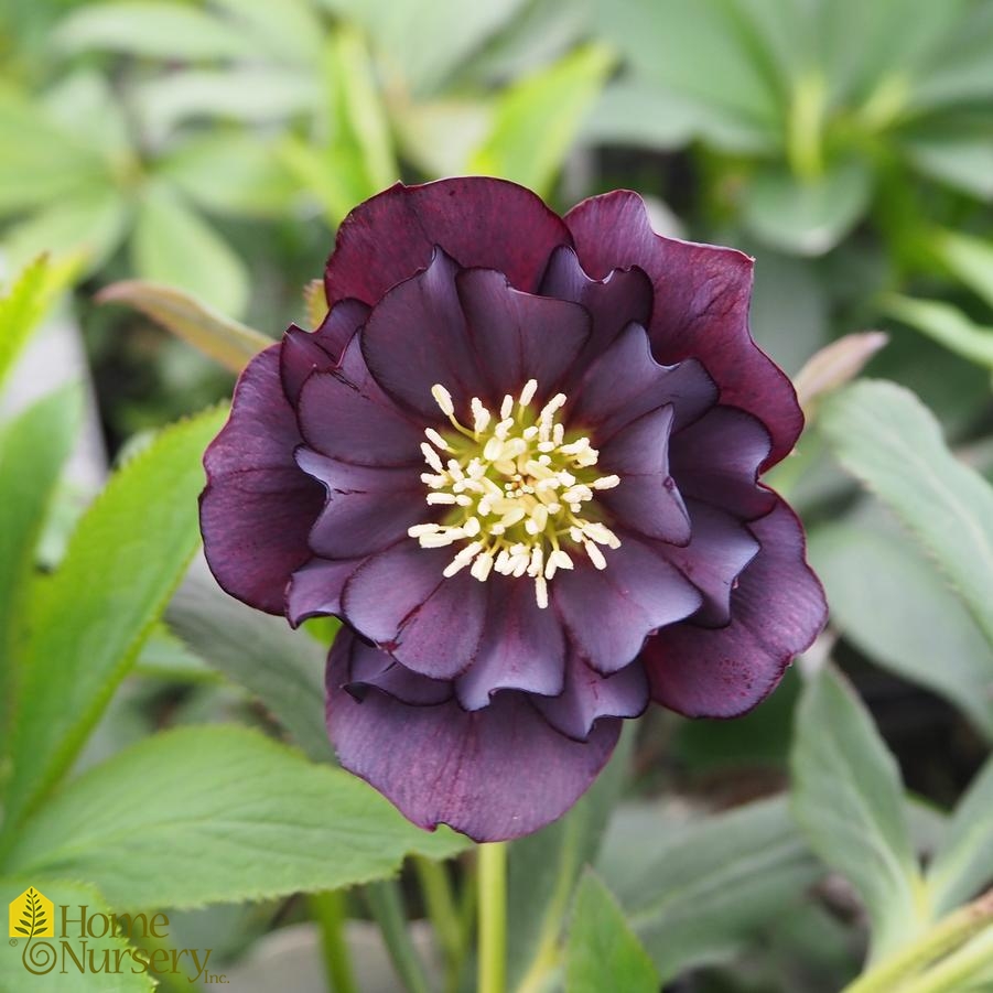 Helleborus Wedding Party® Dark and Handsome Lenten Rose from Home Nursery