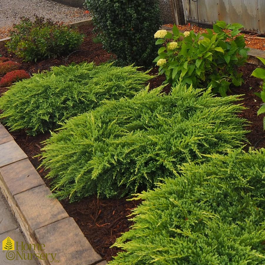 Juniperus x pfitzeriana 'Daub's Frosted' PfitzerJuniper from Home Nursery