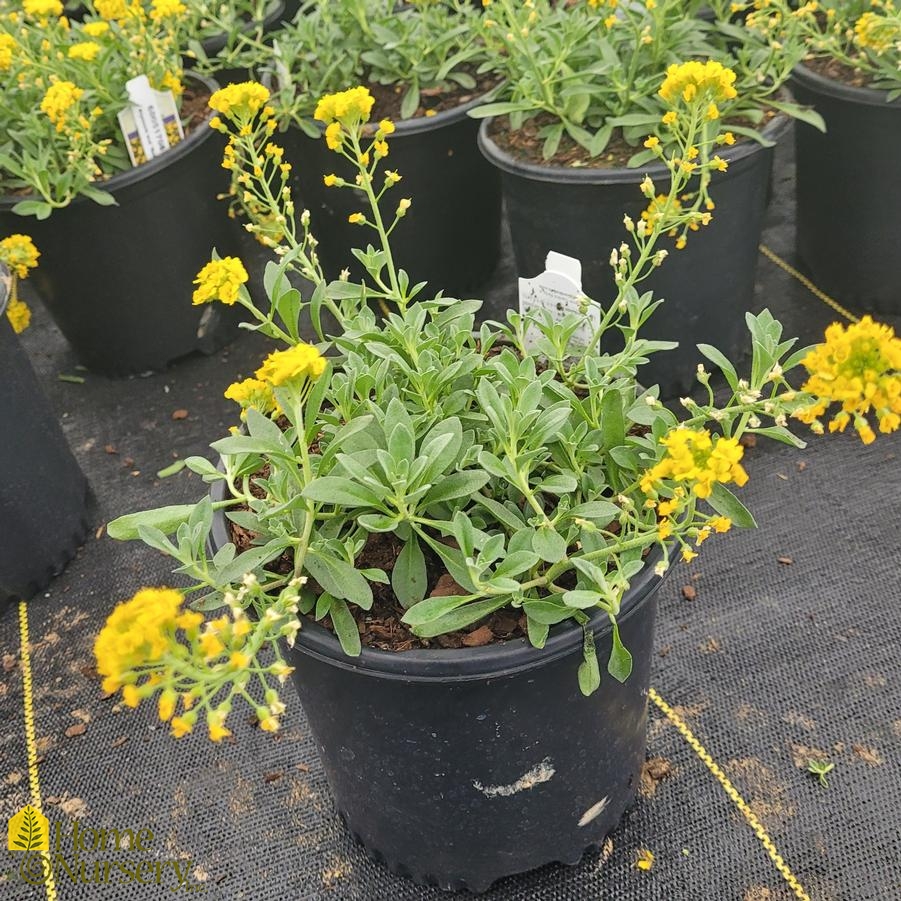 Alyssum wulfenianum 'Golden Spring' Madwort from Home Nursery