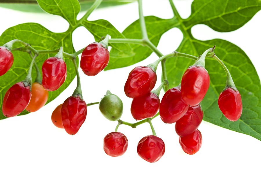 Know Your Remedies Belladonna (Bell.) Homeopathy Plus