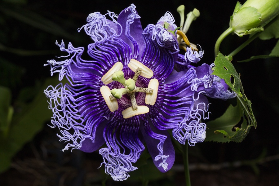 Know Your Remedies Passiflora incarnata (Passi.) Homeopathy Plus