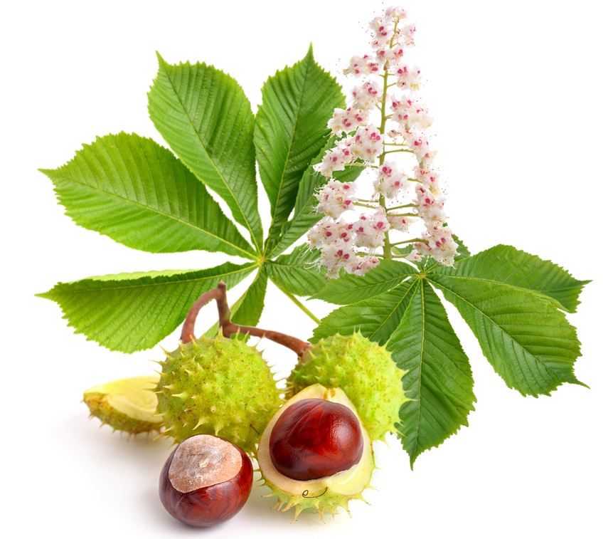 Aesculus Hippocastanum Homeopathic