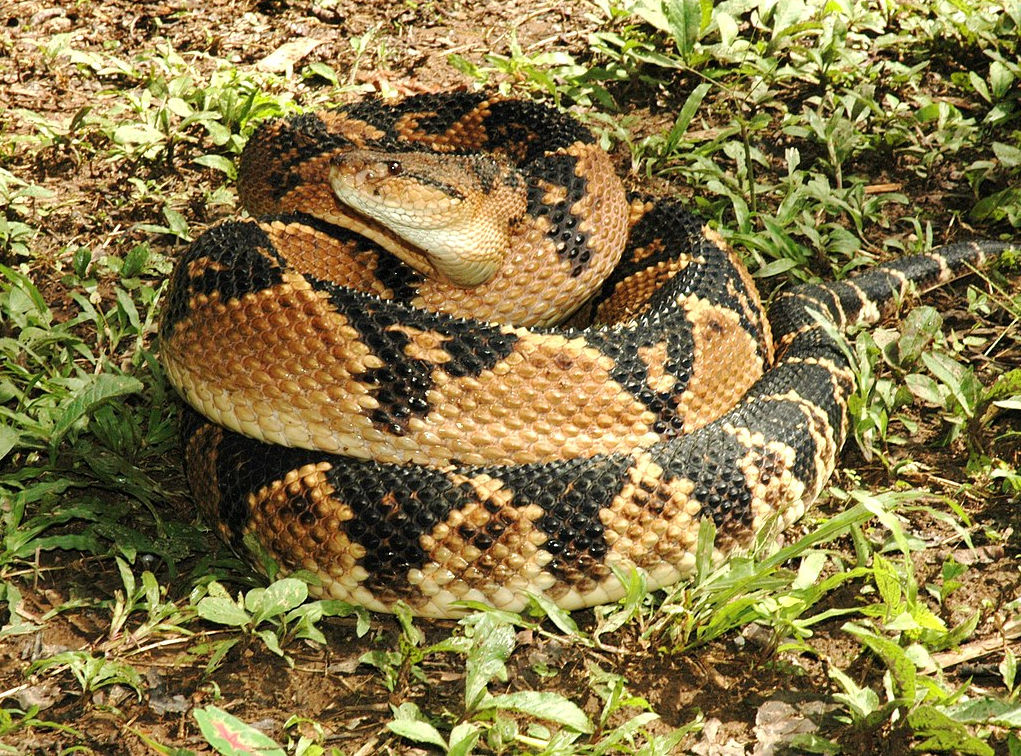 Homeopathic Remedy Lachesis Homeopathy Plus