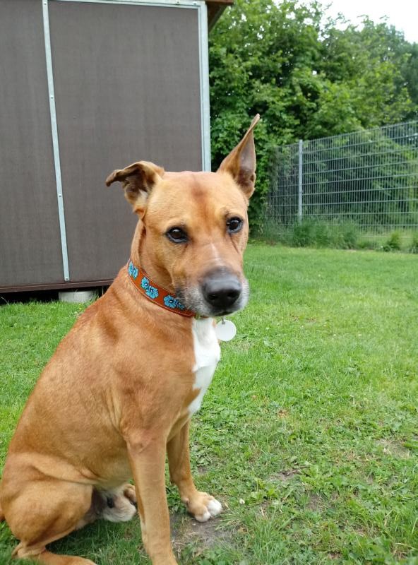 Unsere Hunde