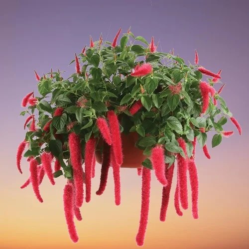 Acalypha hispida (Chenille Plant) Care Indoors and Problems