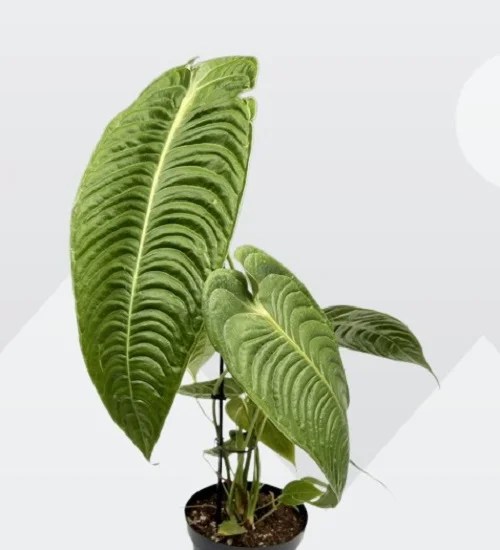 Anthurium veitchii (King Anthurium) Indoor Care & Propagation Guide