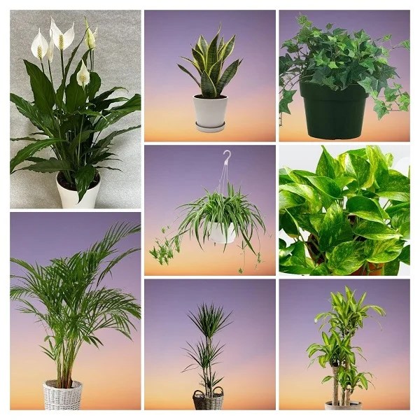 10 Lowlight Bedroom Plants that Clean the Air Indoors