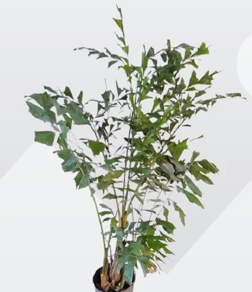 Fishtail Palm (Caryota mitis) Care Indoors and Common Problems