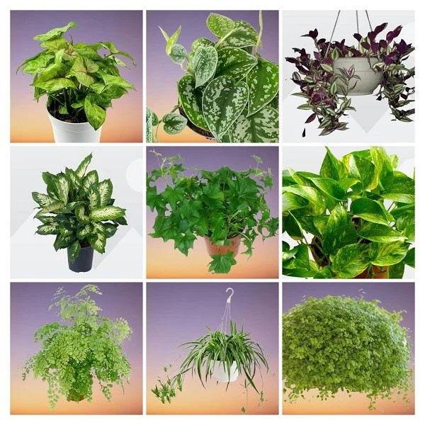 22 Fast Growing Low Light Indoor Plants with Names and Pictures