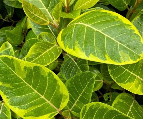Ficus altissima 'Yellow Gem' Indoor Care and Propagation Guide