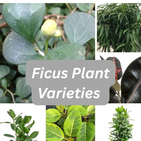12 Types of Ficus Plants Varieties with Names & Pictures