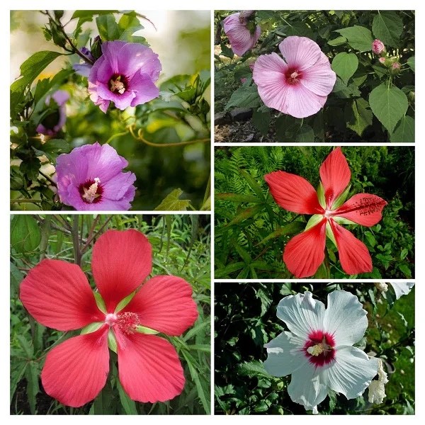10 Tips on How to Keep Tropical Hibiscus Blooming Hibiscus Blooming Tips