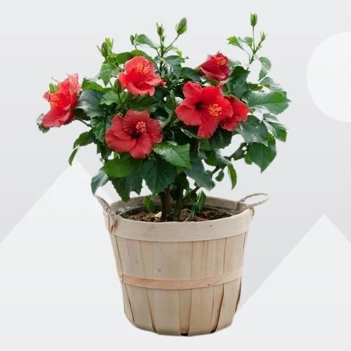 10 Tips on How to Keep Tropical Hibiscus Blooming Hibiscus Blooming Tips