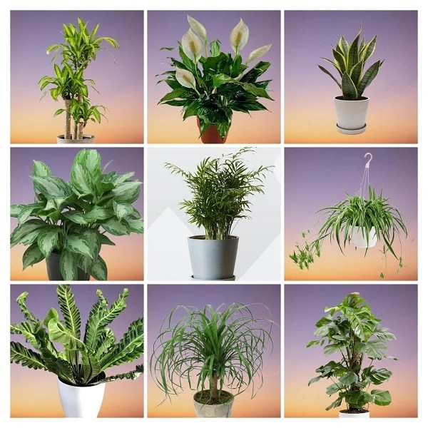 20 Best Low Light Office Plants Indoor Plants for Office No Windows