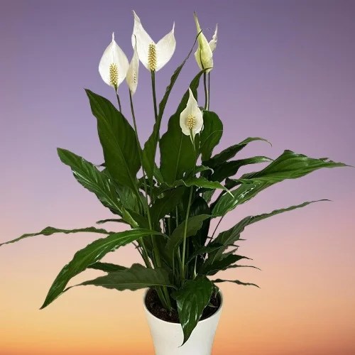 12 Reasons Why Peace Lily is Dying and How to Revive It
