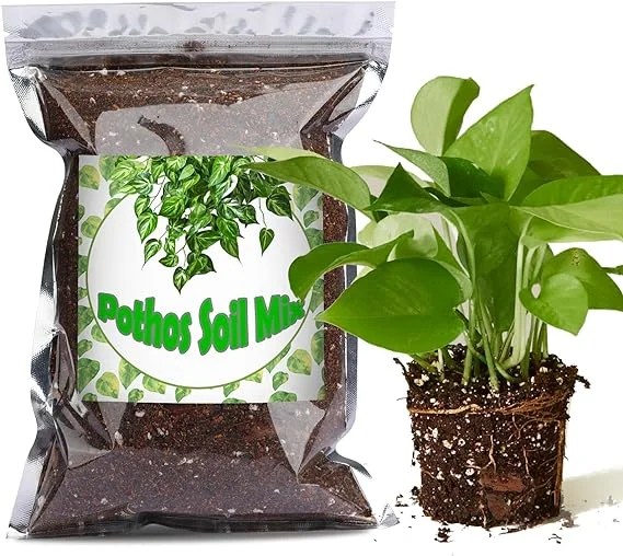 8 Best Potting Soil Mixes for Pothos Indoors