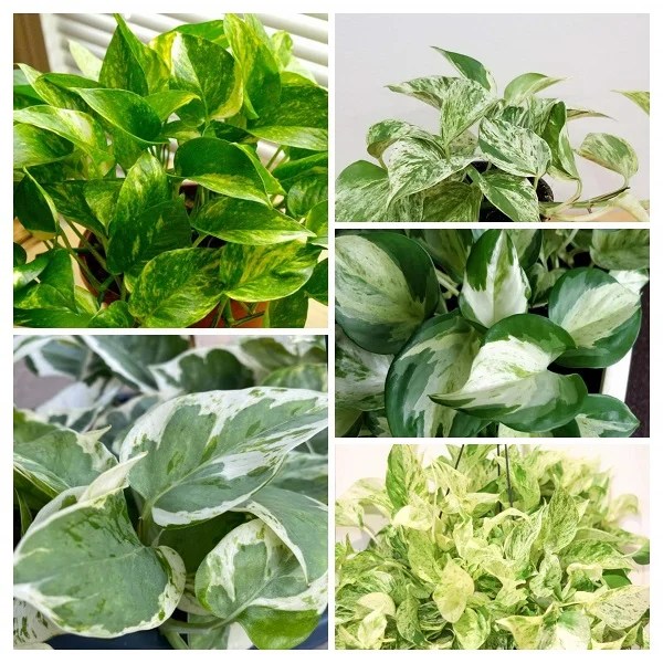 18 Types of Pothos Plants Varieties with Names & Pictures