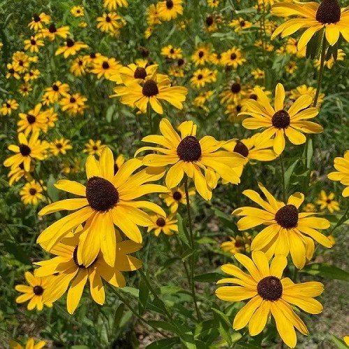 How to Grow and Care for Blackeyed Susan (Rudbeckia hirta)