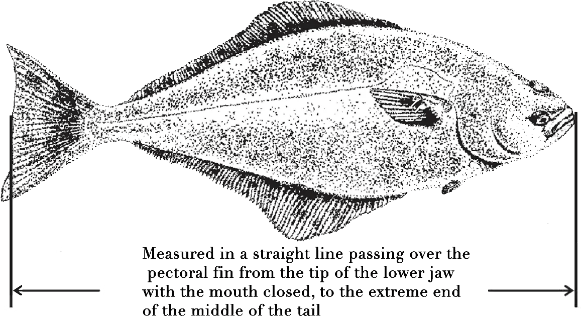 Alaska Halibut Size & Weight Information | Homer Halibut Hunters