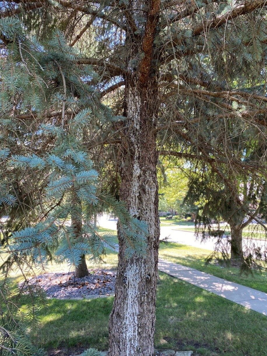 Battling Blue Spruce Diseases Homer Companies