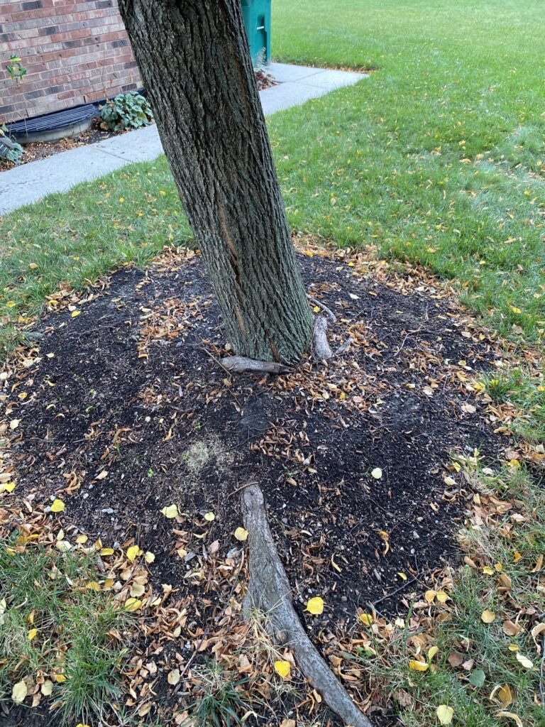 Unearthing the Hidden Threat Root Collar Disorders Homer Companies