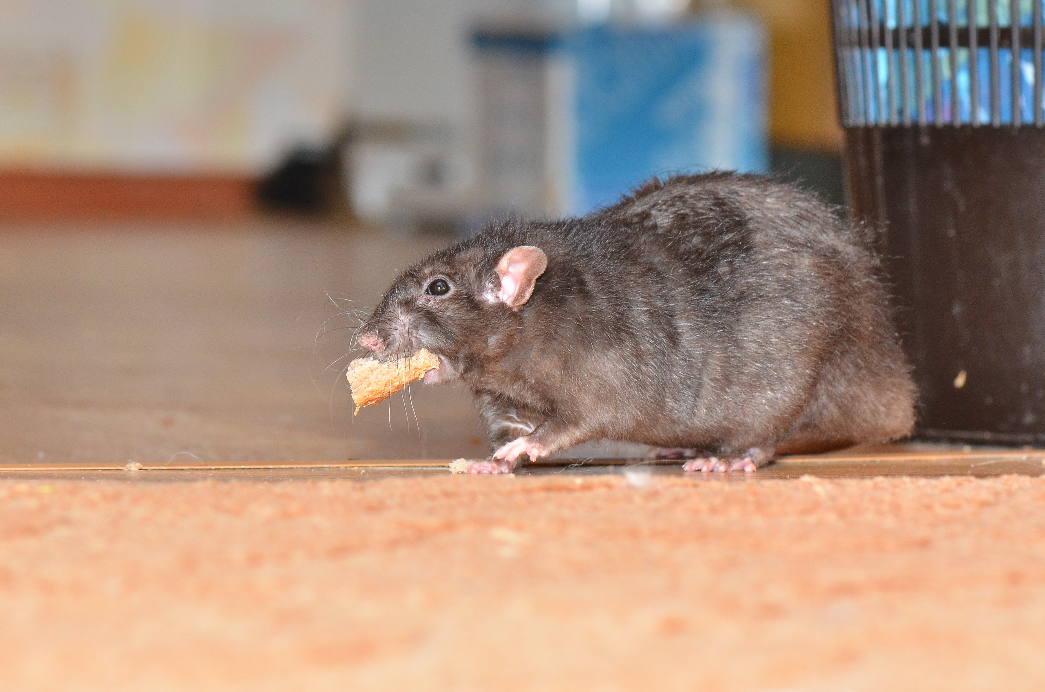 When to Call a Rat Exterminator Home Run Pest & Termite Control