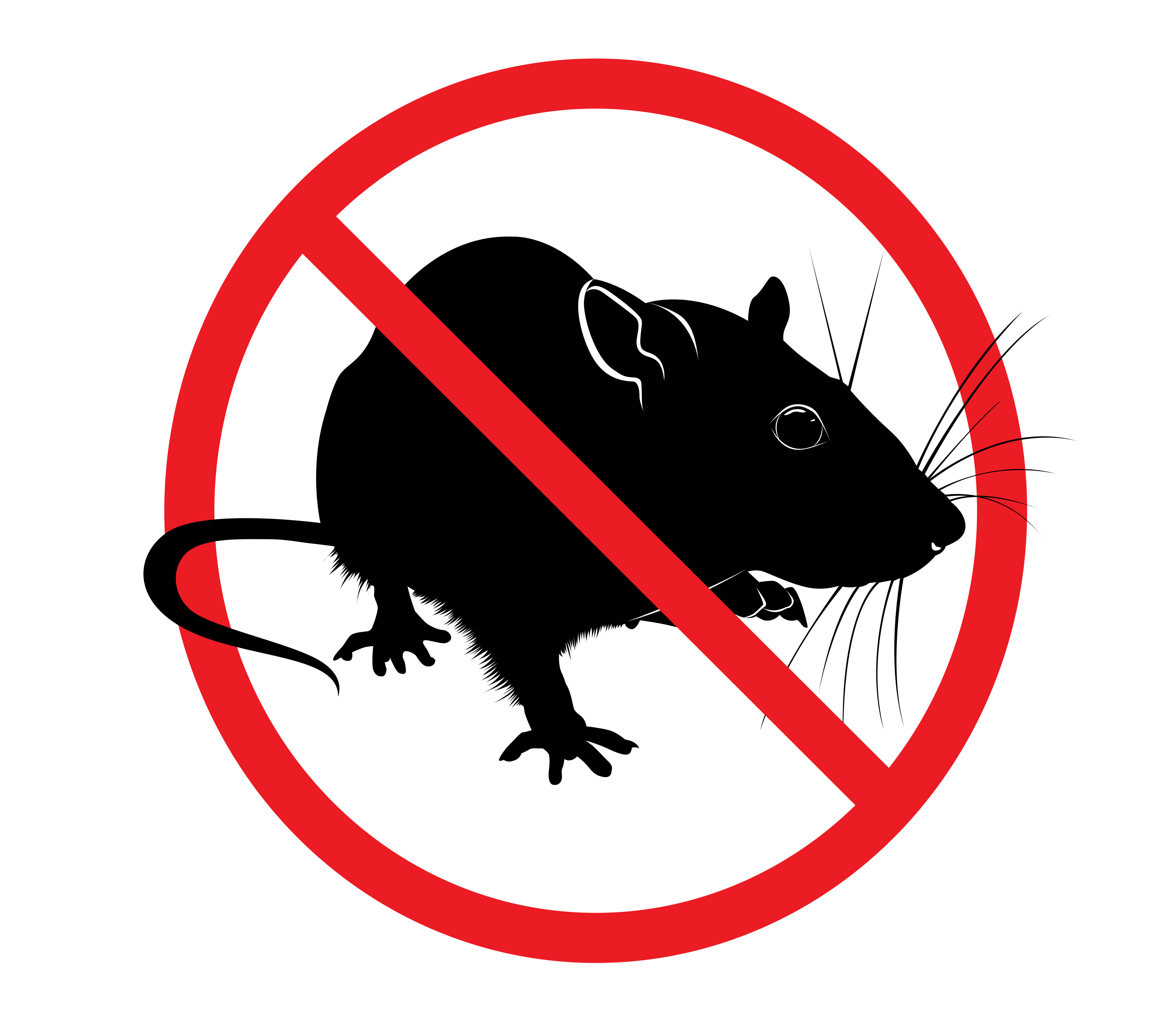 Rat Control And Removal What You Need To Know