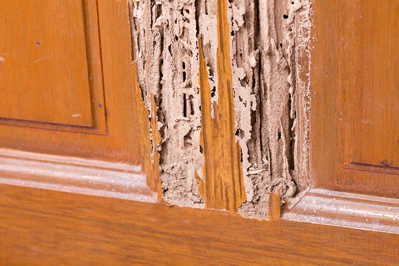 3 Termite Control Methods to Protect your Home and Belongings