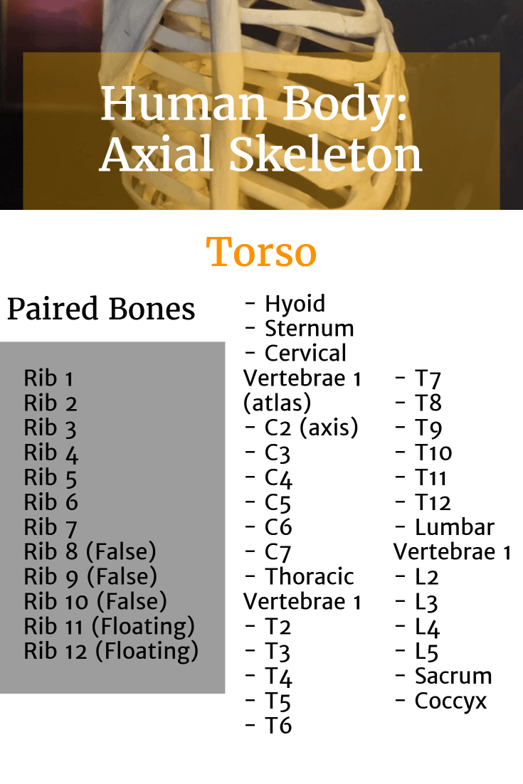 Learning the Bones of the Human Body Ultimate Skeleton