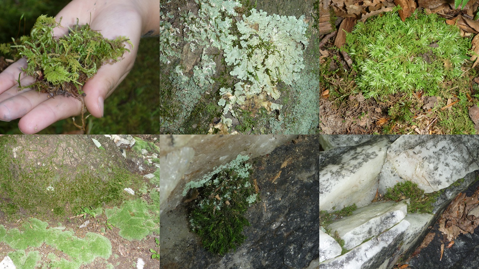 Plant Classification Of Moss Ideas of Europedias