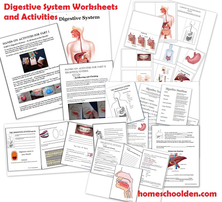 Human Body Systems Worksheets Homeschool Den