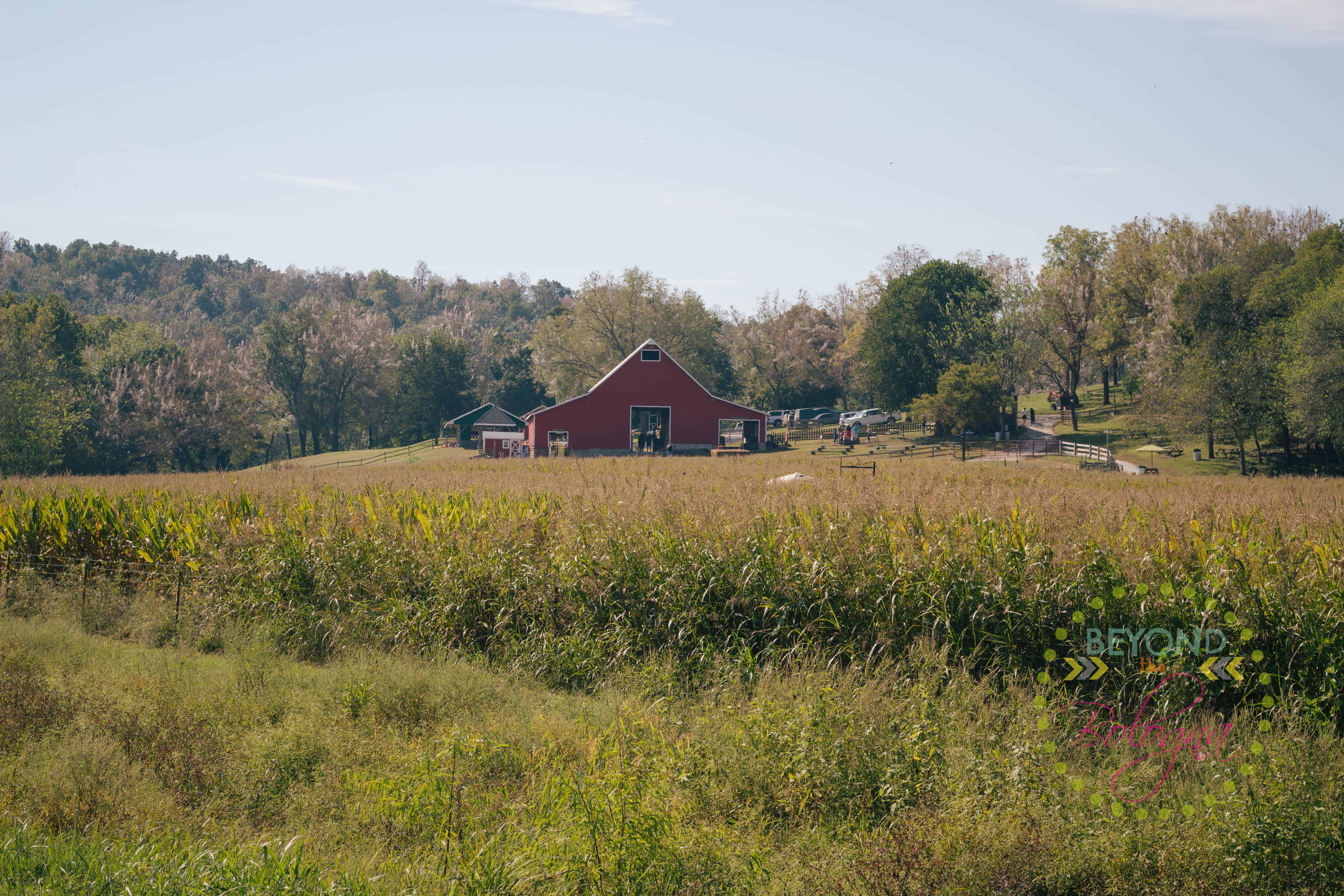Field Trip Right Choices Corn Maze Homeschool Hideout