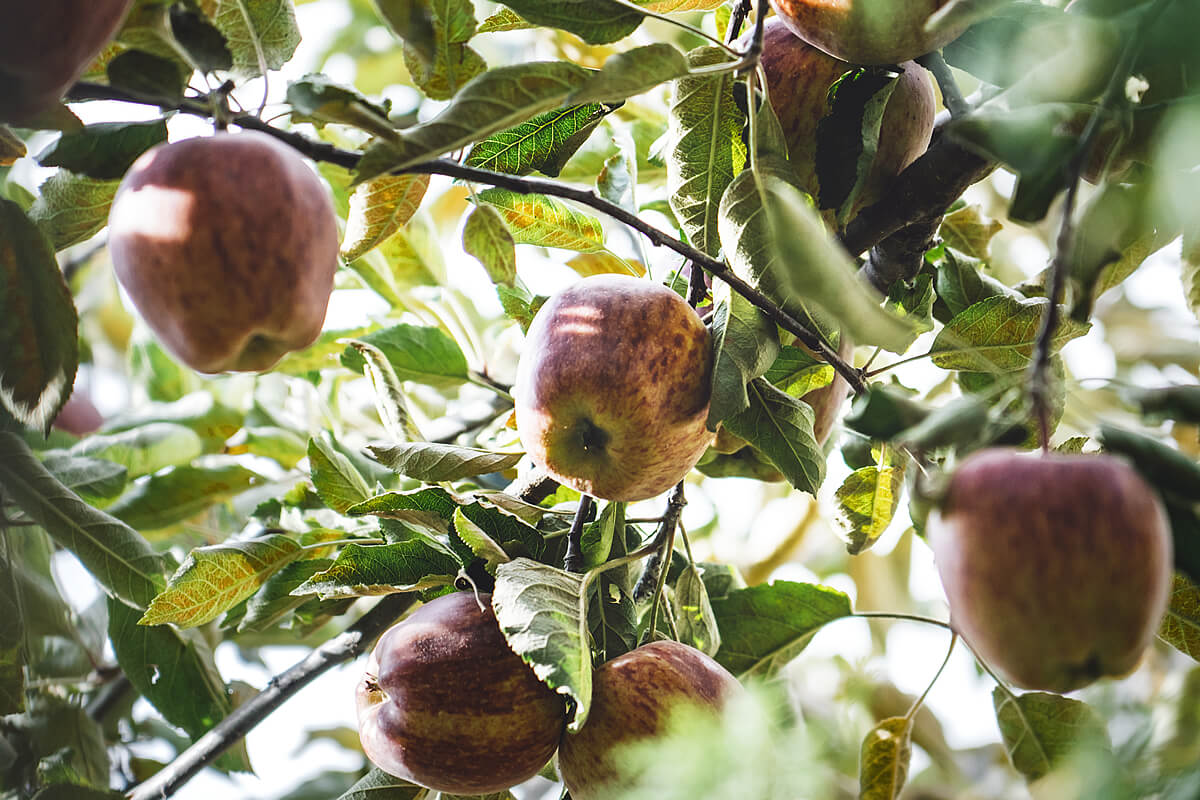 Why Altonians should celebrate Oak Apple Day 29th May