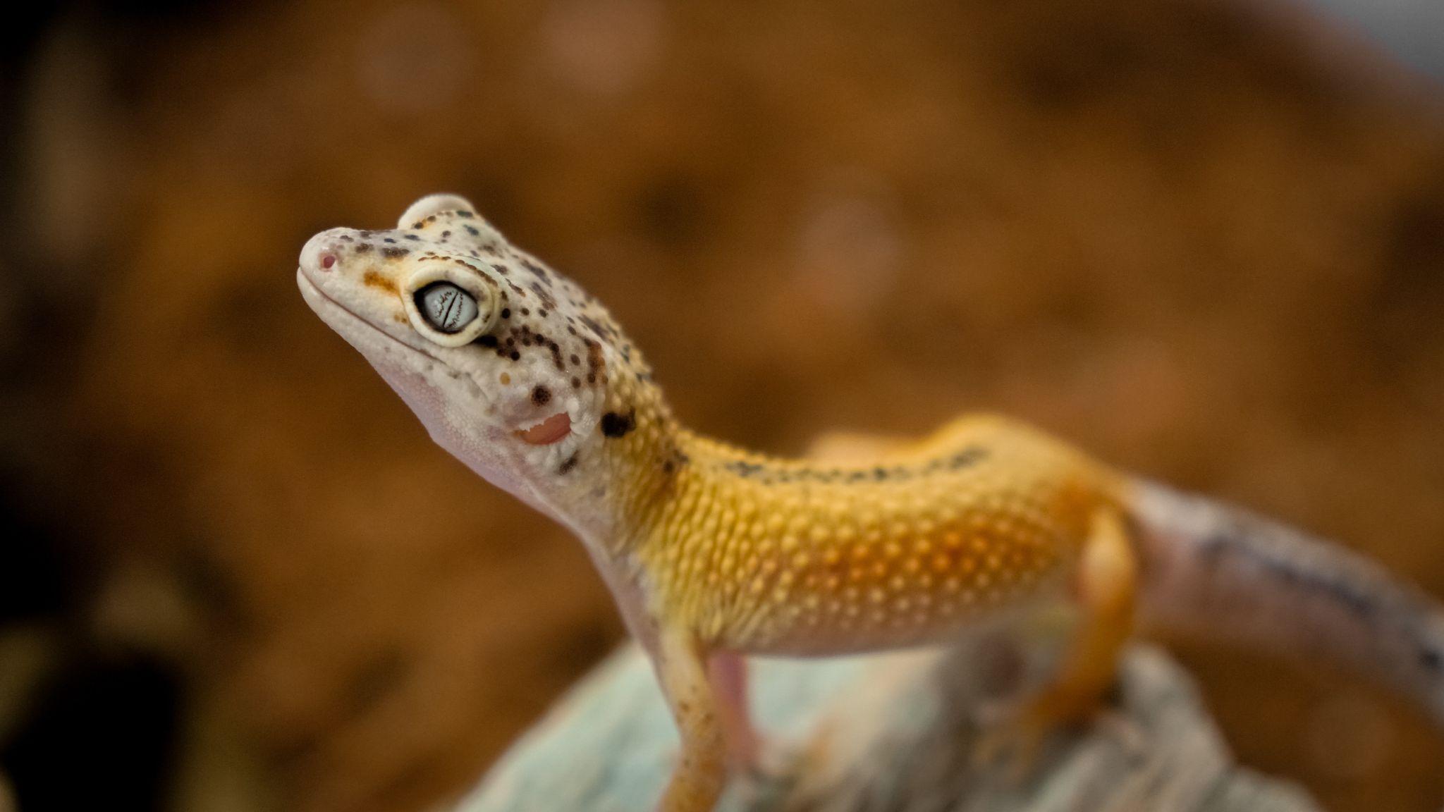 Do Leopard Geckos Make Good Pets? Home Senator