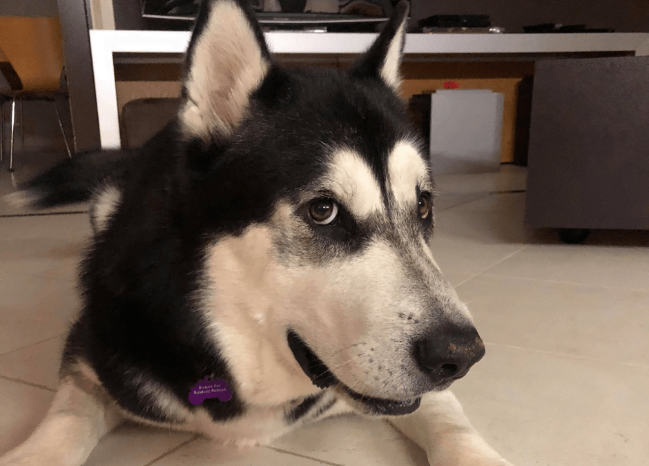 Loki Homes For Huskies